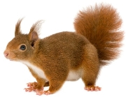 Клипарт Squirrel Белка на прозрачном фоне. Обсуждение на LiveInternet -  Российский Сервис Онлайн-Дневников | Животные, Самые милые животные,  Млекопитающие